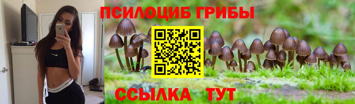 Псилоцибиновые грибы ЛСД  Псилоцибиновые грибы MAGIC MUSHROOMS  Курчалой  Вход с VPN 